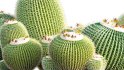 Collection 12 – Desert Garden - Thumbnail 23