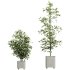 AV Indoor Plants Set 345 Ficus Dracaena Marginata and Alnus Alder Betulaceae - Thumbnail 3