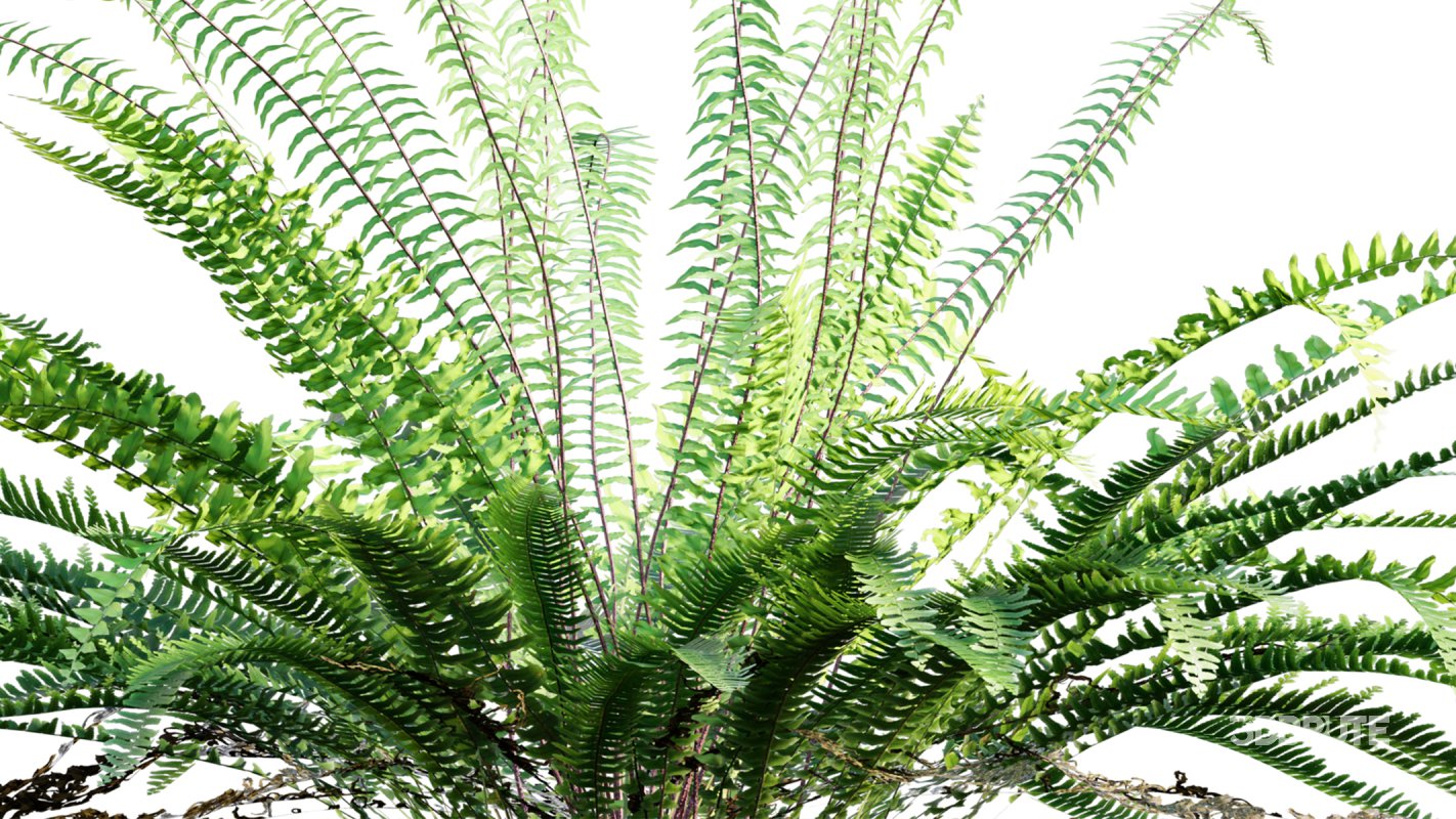 Collection 09 – Fern Garden Image 18