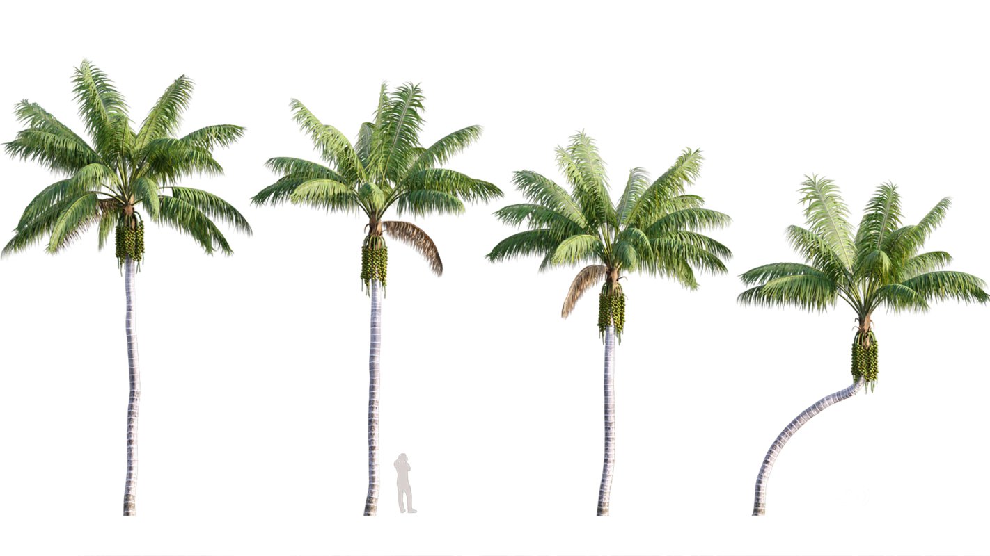 Collection 10 – Palm garden Image 15