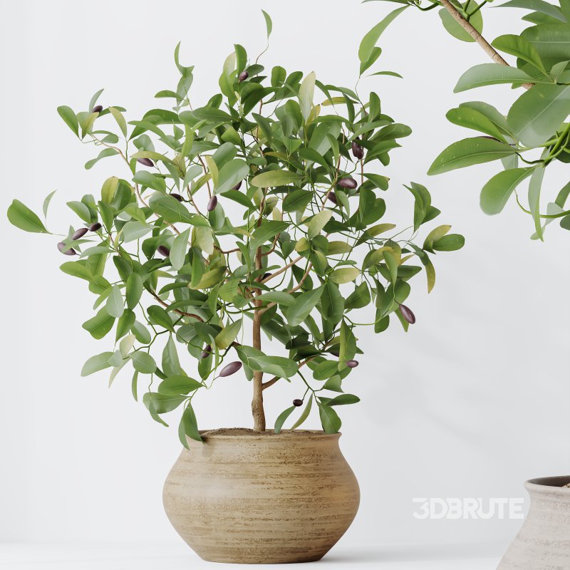 AV Indoor Plants Set 366 Briful Pachira and Areca Palm and Ficus microcarpa and Bird Of Paradise Image 1