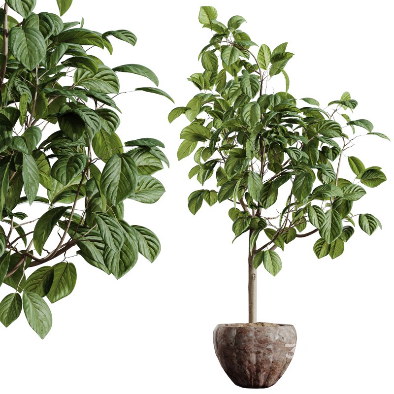 AV Indoor Plants Set 345 Ficus Dracaena Marginata and Alnus Alder Betulaceae Image 5