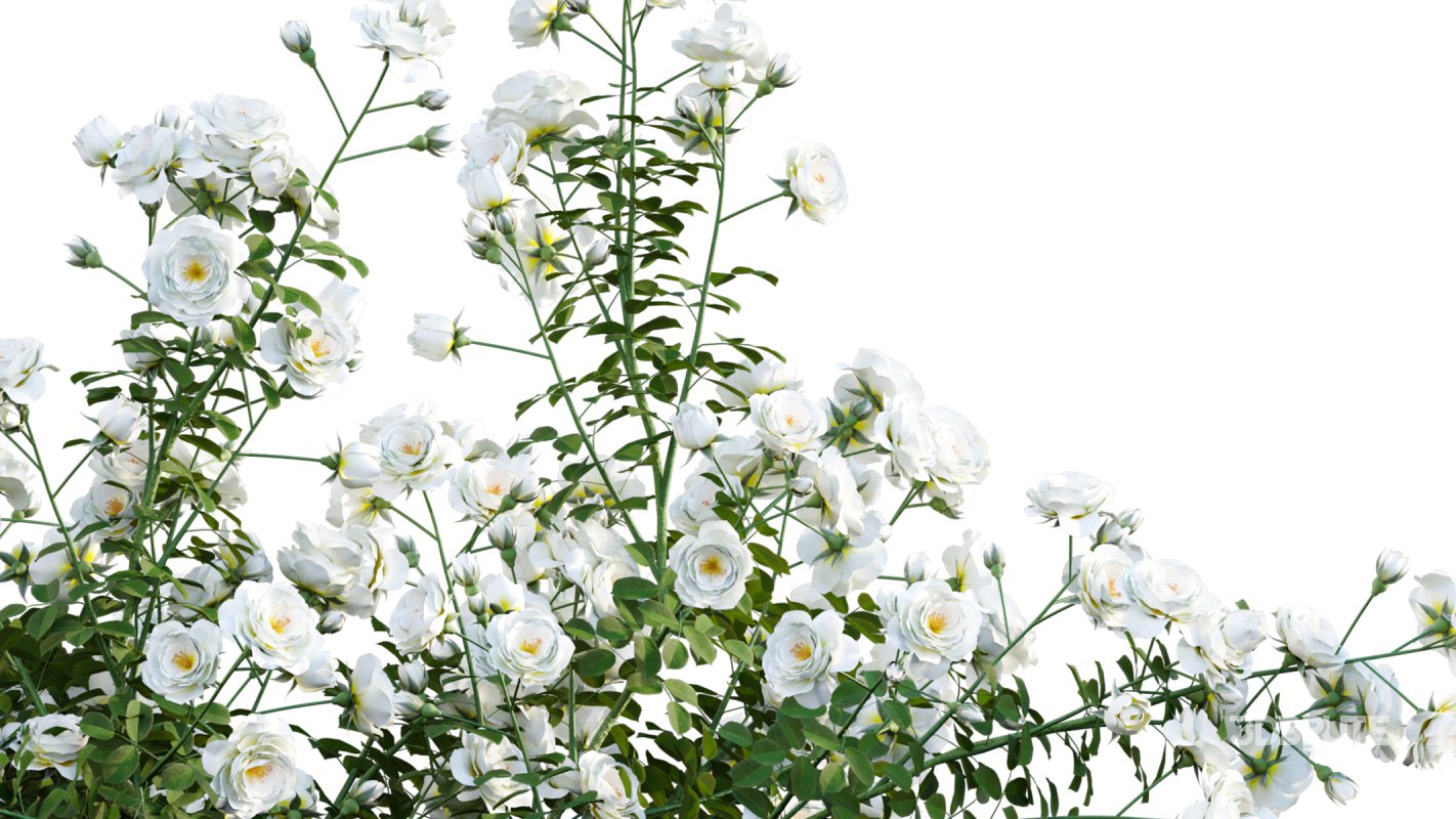 Collection 08 – Rose Garden Image 34