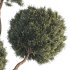 Indoor Topiary Ball Tree - Thumbnail 3