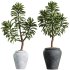 AV Indoor Plants Set 338 Yucca Elephantipes Rupicola and Euphorbia Drupifera Sunshine Agaveville - Thumbnail 3