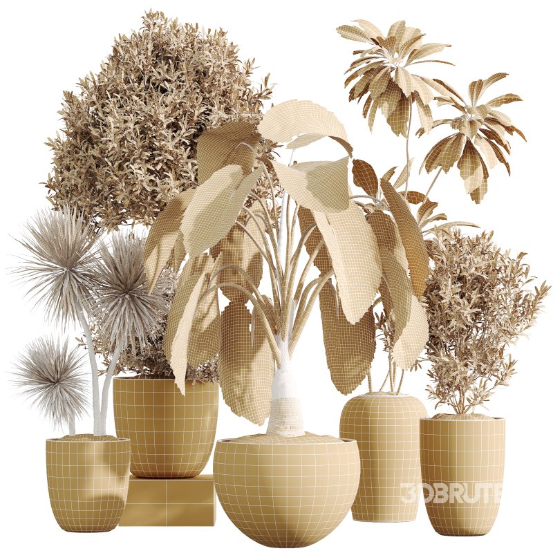 AV Indoor Plants Set 347 Arbequina Olive and Ficus Cyathistipula and Cunjevoi Alocasia and Yucca Palm Image 14