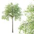 Celtis australis Tree 05 - Thumbnail 4