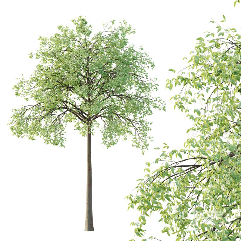 Celtis australis Tree 05 Image 4