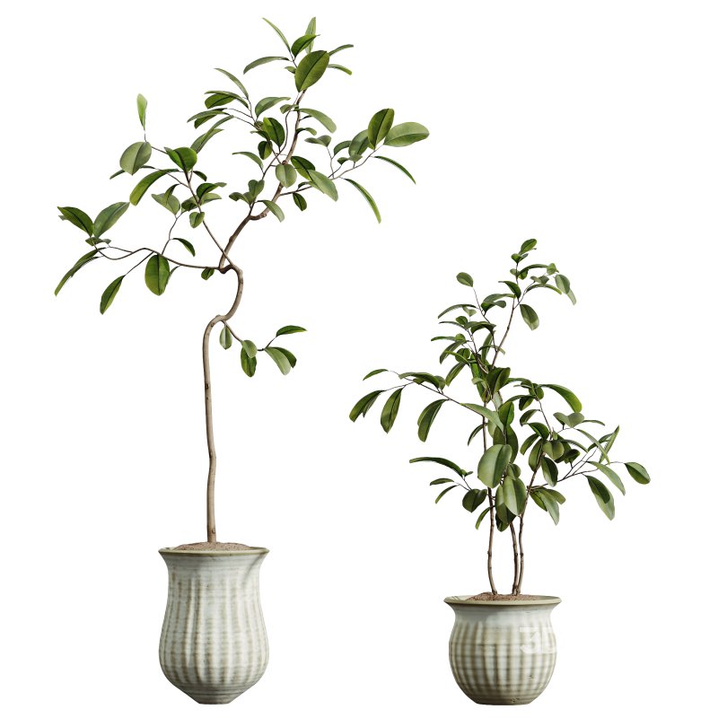 AV Indoor Plants Set 321 Japandi Decorative Minimalism Ficus Dracaena Marginata Image 2
