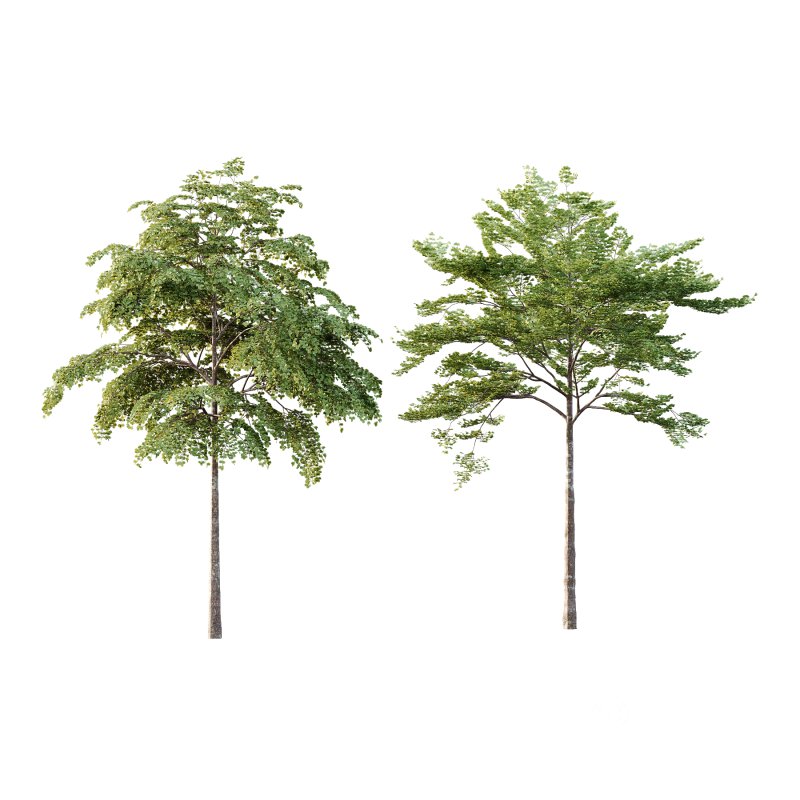 Different Trees 42 Image 2