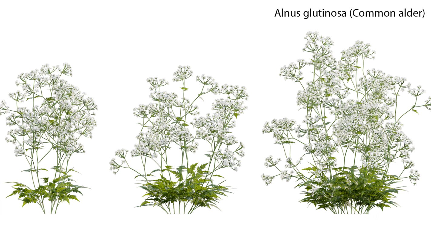 Collection 14 – English Garden Image 10