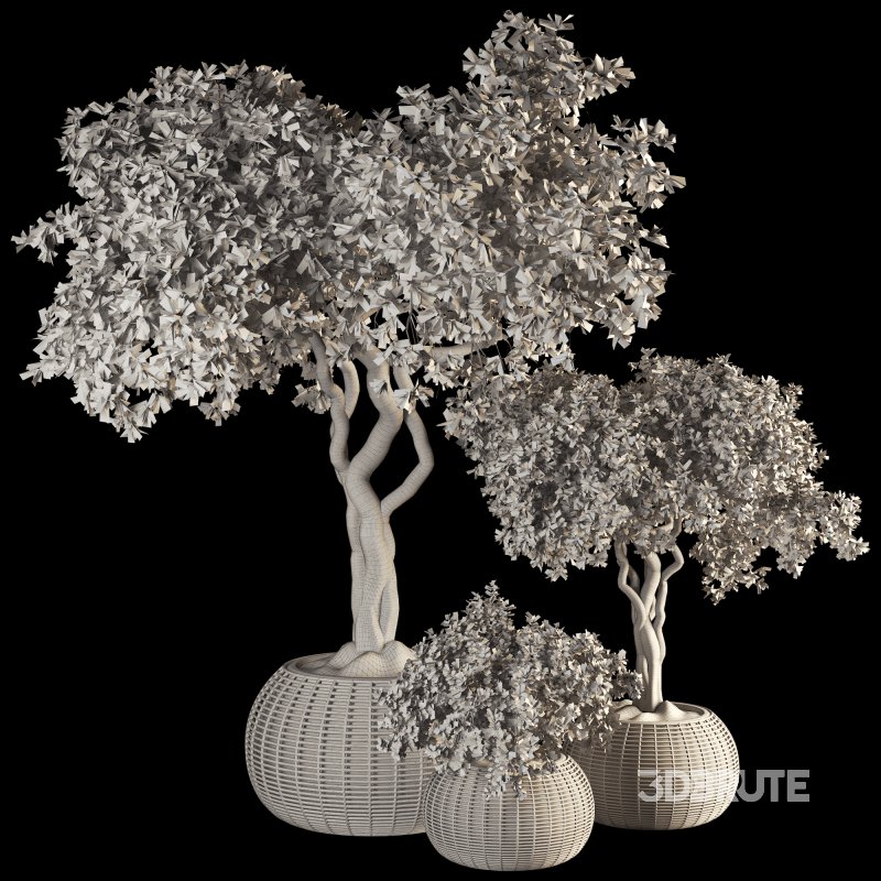 Indoor Tree in Pot Collection Image 5