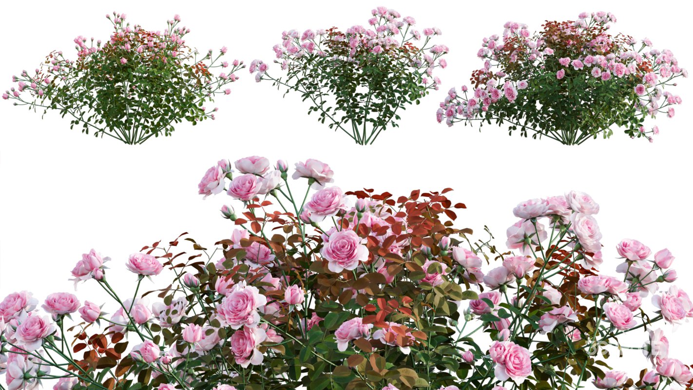 Collection 08 – Rose Garden Image 7