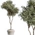 AV Indoor Plants Set 352 Ficus Elastica Beliza and Lemon Lime Cane and Mission Olive - Thumbnail 1