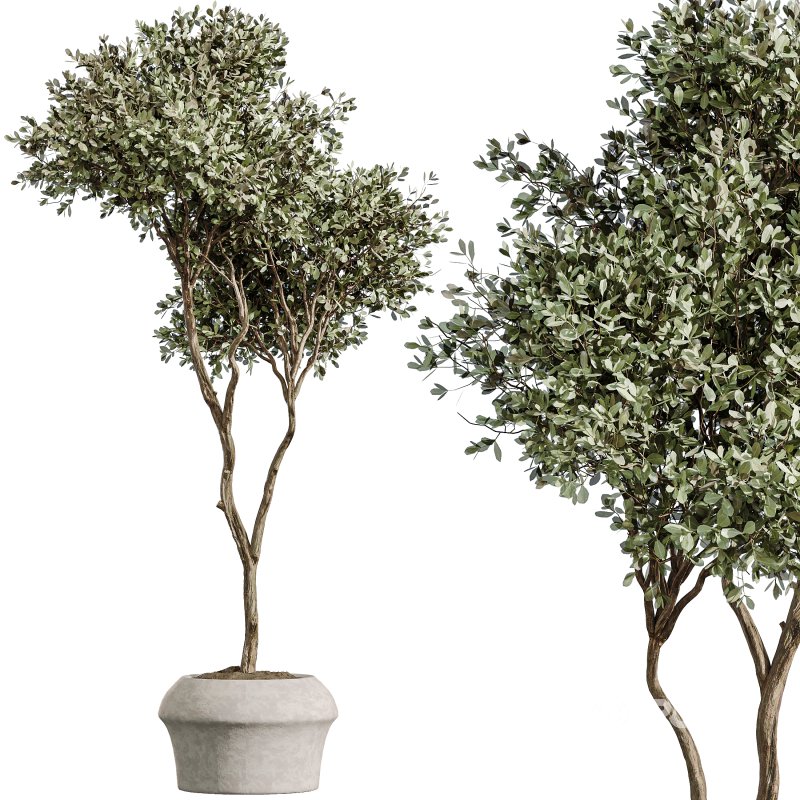 AV Indoor Plants Set 352 Ficus Elastica Beliza and Lemon Lime Cane and Mission Olive Image 1