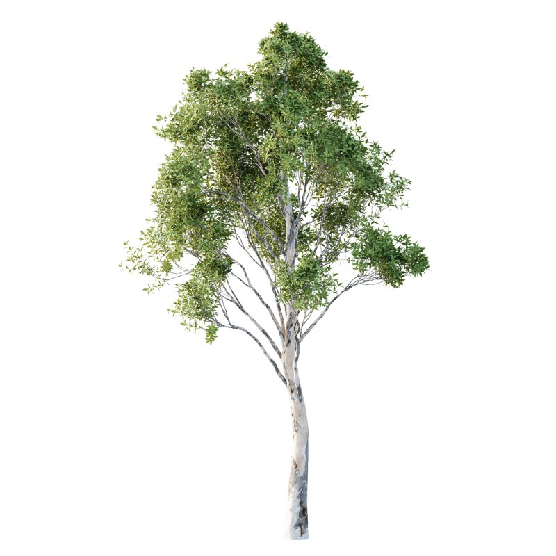 Different Trees 41 Image 4