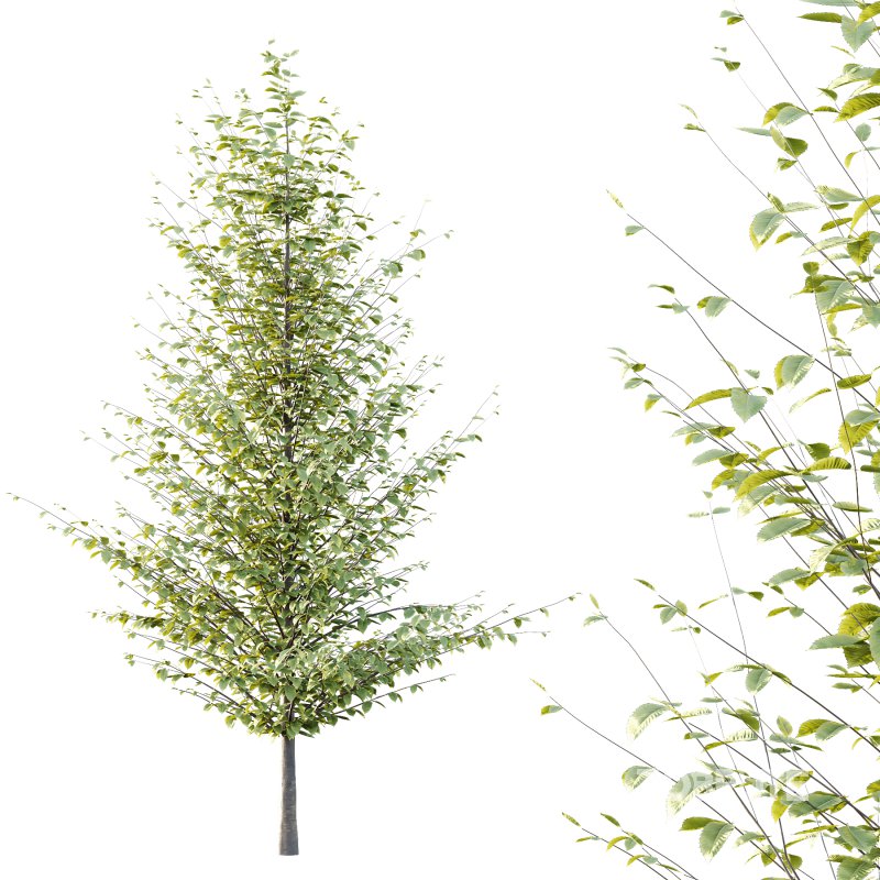 Different Trees 59 Image 3