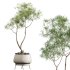 AV Indoor Plants Set 342 Ficus Marginata and Yucca Rostrata and Japandi Ficus - Thumbnail 1
