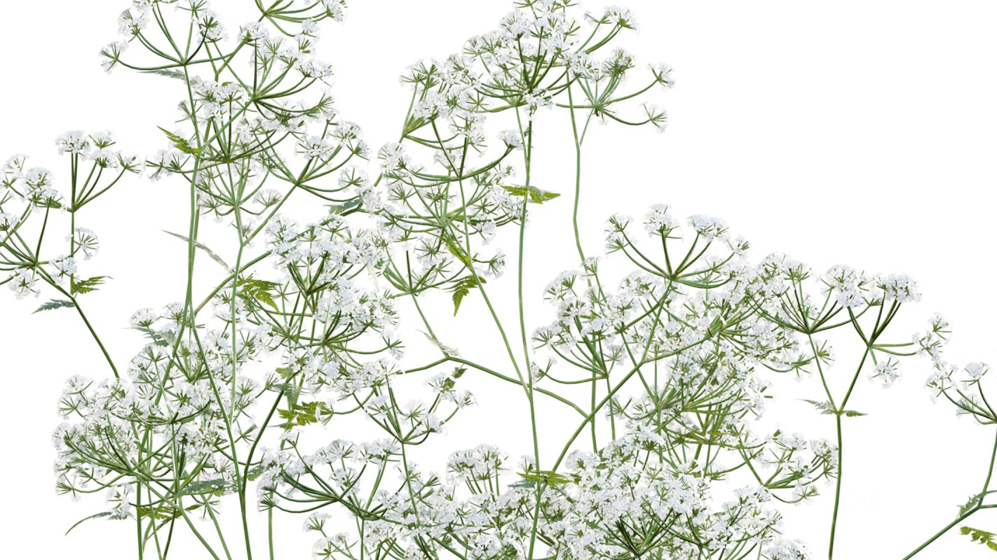 Collection 14 – English Garden Image 11