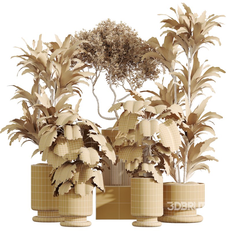 AV Indoor Plants Set 355 Dracaena Lime Cane Dragon and Elegant Monstera and Mission Kalamata Image 6