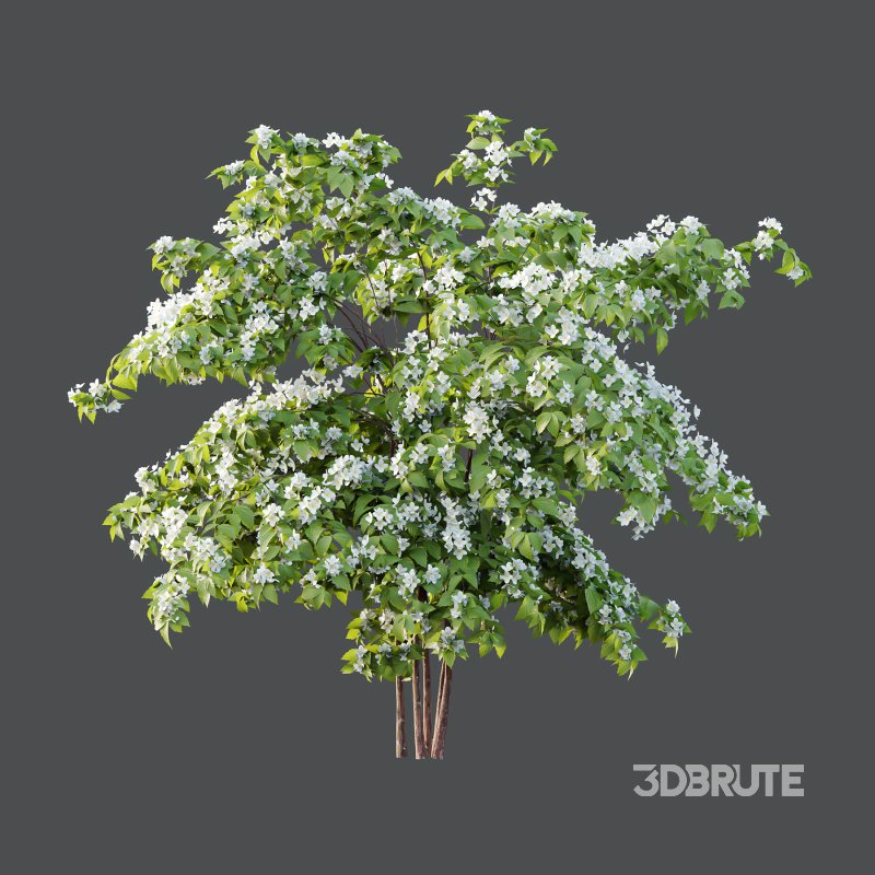 Philadelphia Bush 02 Image 2