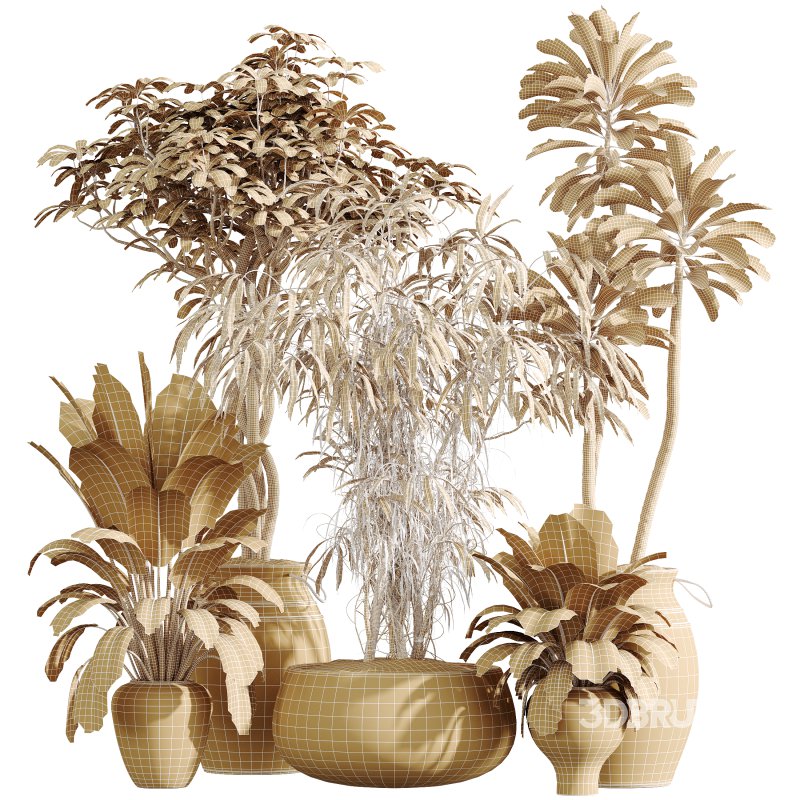 AV Indoor Plants Set 354 Ficus Marginata and Ficus Elastica and Euphorbia and Schefflera Image 11