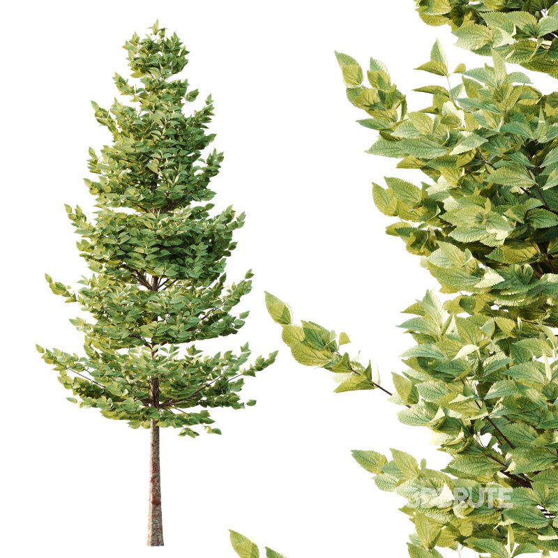 Tilia platyphyllos Tree 06 Image 2