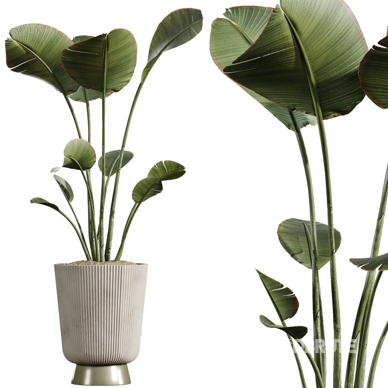 AV Indoor Plants Set 353 Spineless Yucca and Mission olive and Ravenala Banana Image 4