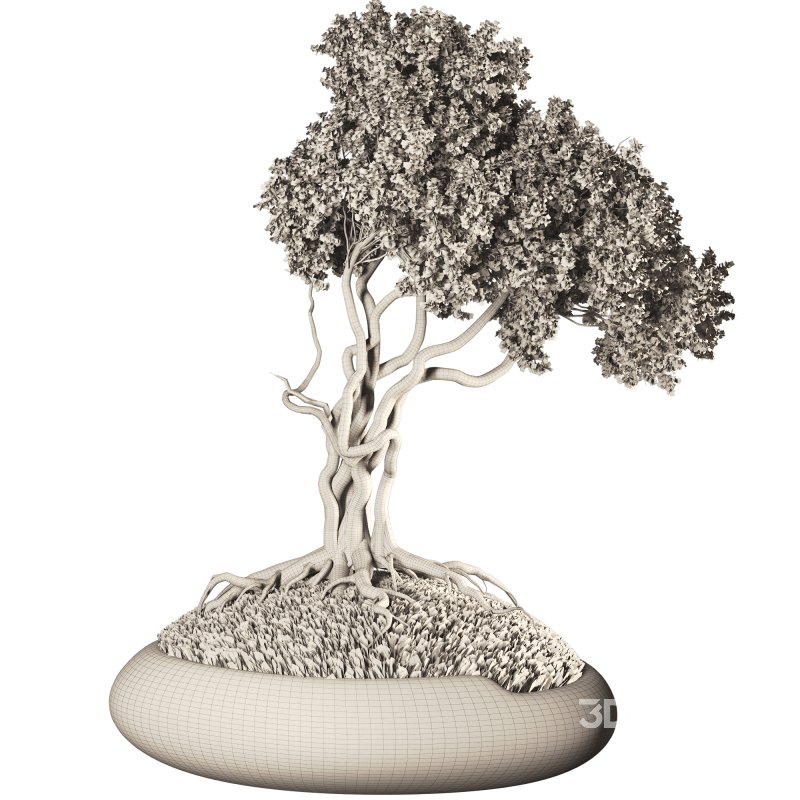 Bonsai Image 5