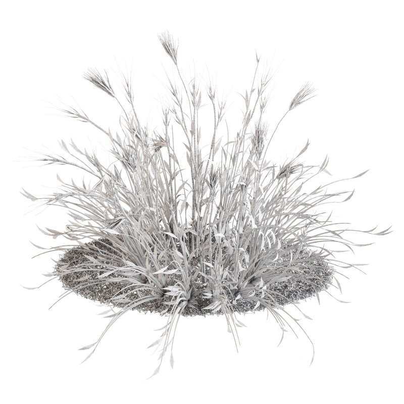 Dry Wheat Grass Clump Image 6