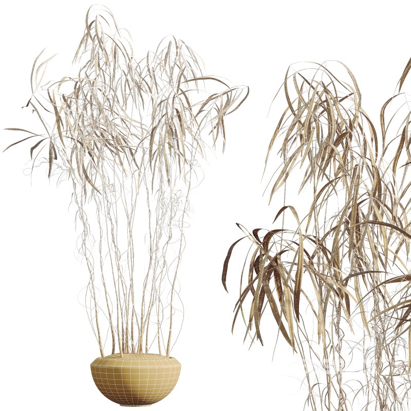 AV Indoor Plants Set 345 Ficus Dracaena Marginata and Alnus Alder Betulaceae Image 7