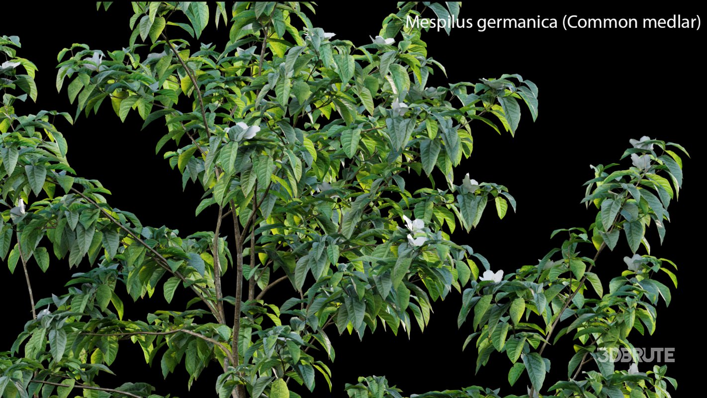 Collection 14 – English Garden Image 35