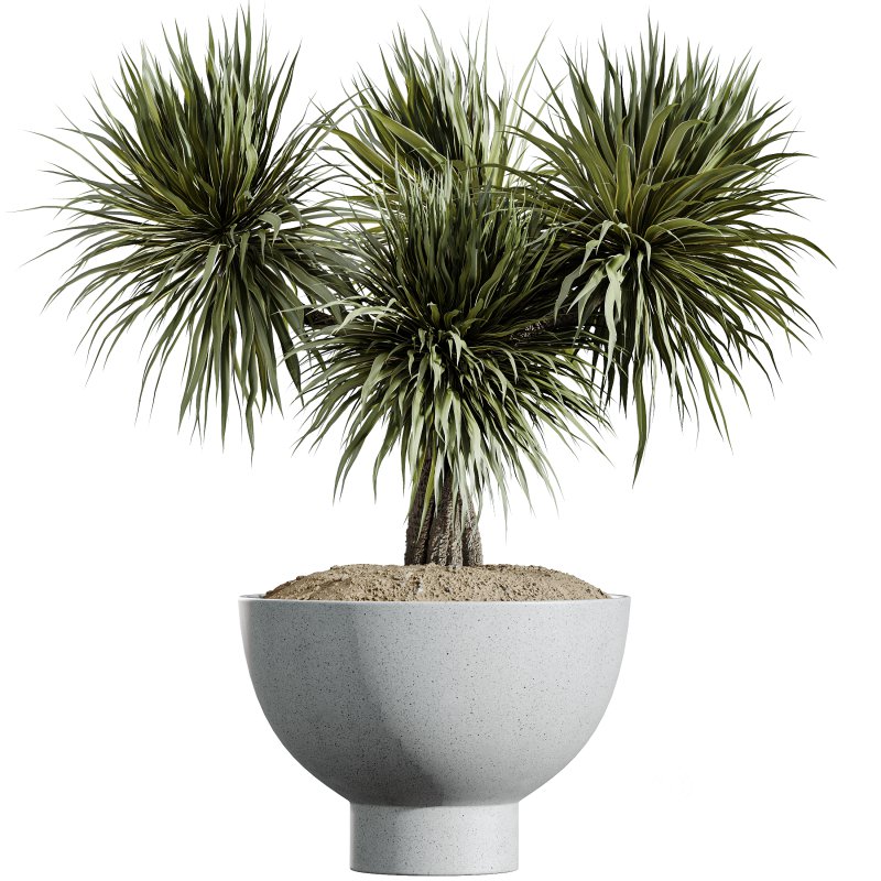 AV Indoor Plants Set 340 Ravenala Banana and China Orange Tree and Spineless Yucca Image 3
