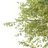 Celtis australis Tree 07 - Thumbnail 5