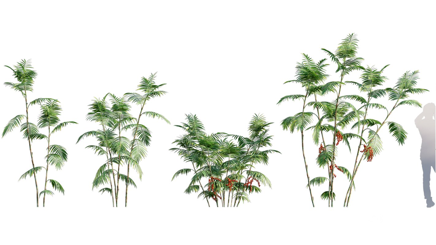 Collection 10 – Palm garden Image 8