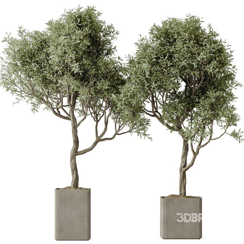 AV Indoor Plants Set 310 Olive and Banana Nicolai and Palm Kentia and Ficus Fig Image 1