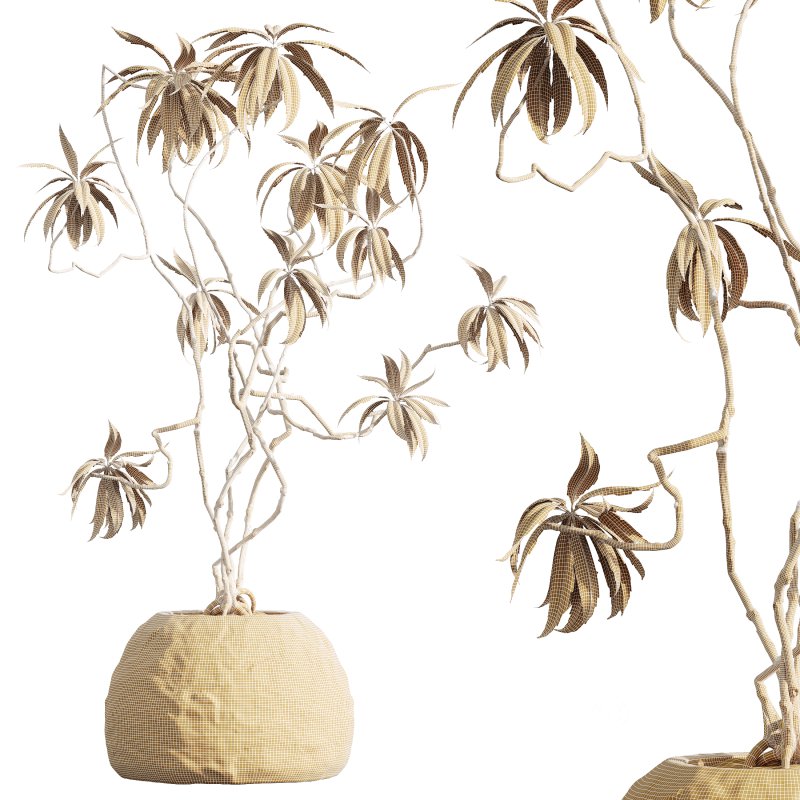 AV Indoor Plants Set 362 Arbequina Olive and Ficus Dracaena Marginata Image 6