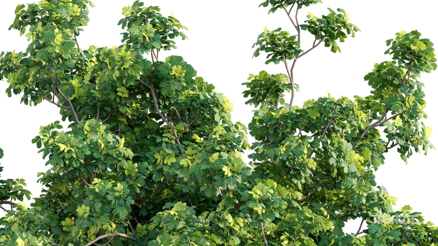 Collection 17 – Chinese garden Image 7