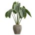 AV Indoor Plants Set 364 Ficus Cyathistipula and Dracaena Warnecki and Cunjevoi Alocasia and Japandi Decorative - Thumbnail 6