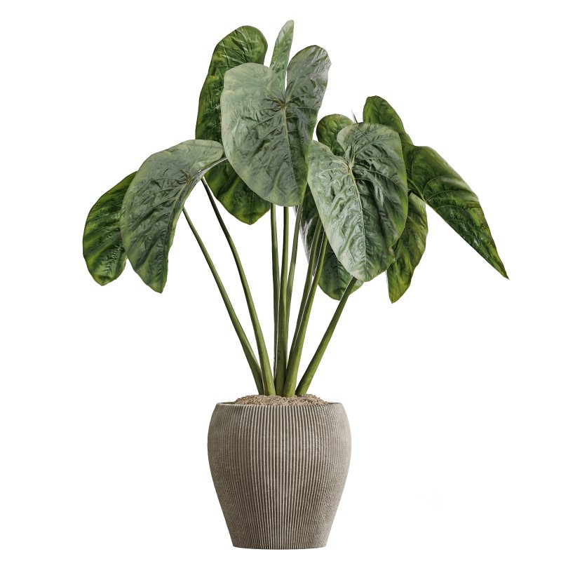 AV Indoor Plants Set 364 Ficus Cyathistipula and Dracaena Warnecki and Cunjevoi Alocasia and Japandi Decorative Image 6