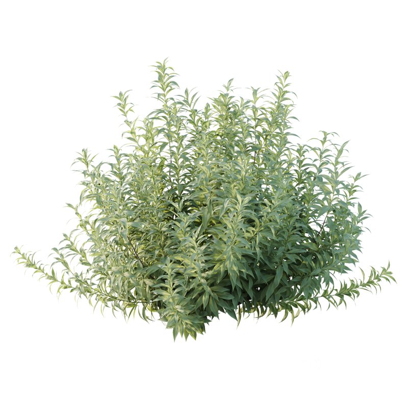 Echium candicans Pride of Madeira Bush 01 Image 3