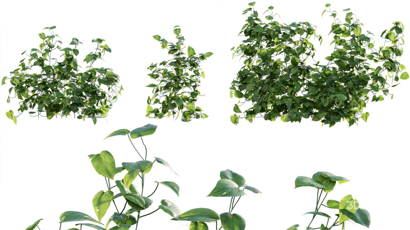 Collection 07 – Central America Garden Image 7