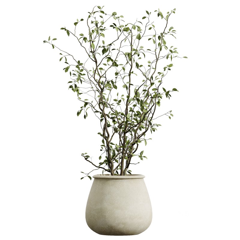 AV Indoor Plants Set 312 Japandi Decorative Minimalism Ficus Dracaena Marginata Image 6