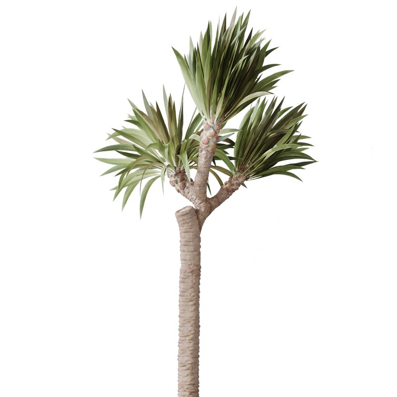 AV Indoor Plants Set 365 Yucca and Areca Palm and Japandi and Euphorbia Drupifera Image 2