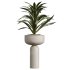 AV Indoor Plants Set 348 Olive Tree and Rhapis Excelsa Lady Palm and Warneckii Lemon - Thumbnail 3