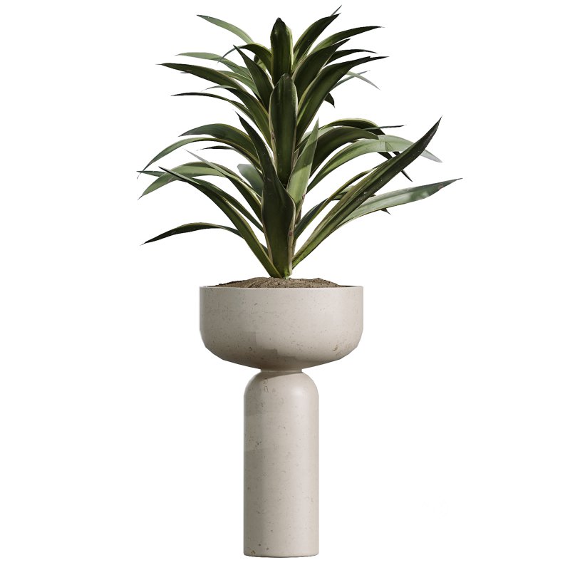 AV Indoor Plants Set 348 Olive Tree and Rhapis Excelsa Lady Palm and Warneckii Lemon Image 3
