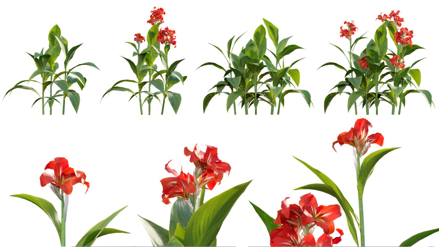 Collection 07 – Central America Garden Image 33