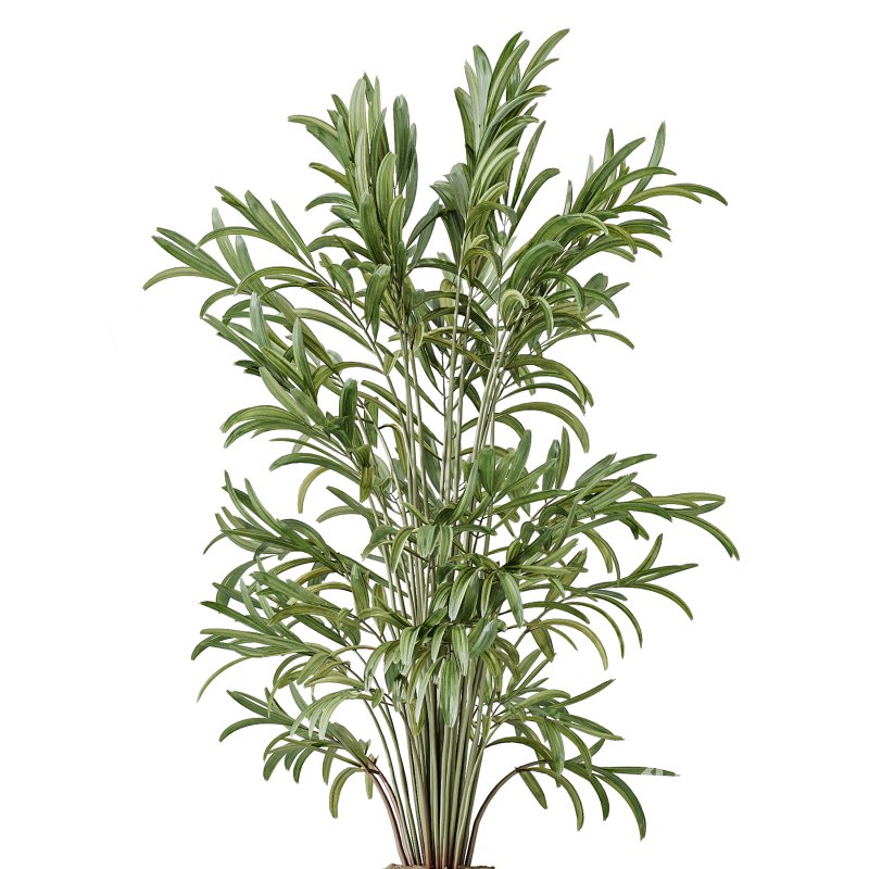 AV Indoor Plants Set 330 Palm Kentia and Olive Eucalyptus and Dypsis Palm Image 2
