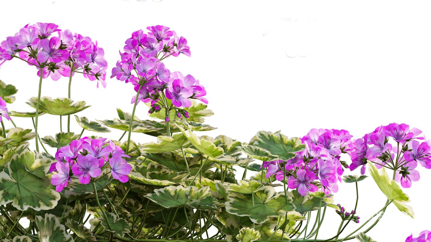 Collection 07 – Central America Garden Image 17