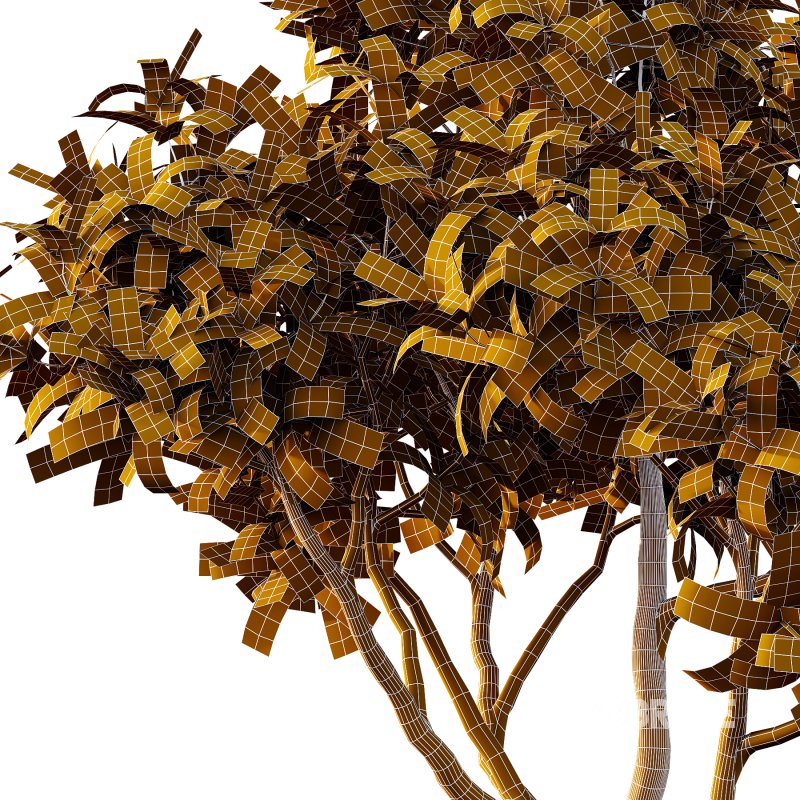 Plumeria Obtusa plant 02 Image 4